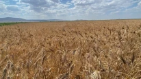 FAO açıkladı; İran savaş öncesi tahıl depolamış