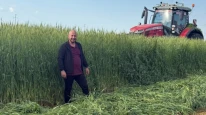 Arpanın boyu çiftçiyi aştı; Yağmur bereketinin fotoğrafı