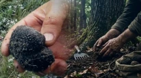 Altın rezervi gibi Trüf mantarı envanteri; 12,5 ton tespit edildi
