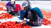 Domatesin değeri kurudukça artıyor; Kilosu 3,5 dolardan satılıyor