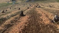 Soğan tarlada 32 lira; "Soğan para etmezse tarlalar elden gidiyor"