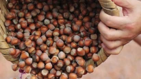 Fındık taban fiyatına tepki; Fındık dalda mı kalacak?
