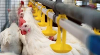 Oxford'dan çarpıcı araştırma: Endüstriyel tavukçuluk tehlikeli bakteriyi hızla yayıyor