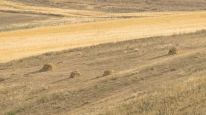 Avrupa'da kabus: Tavuklar yumurtadan, inekler sütten kesildi