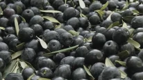 Zeytin sezonu 30 lirayla başladı; Üretici endişeli