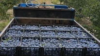 Çiftçinin isyanı: 3 kilo erik 1 ekmek alıyor