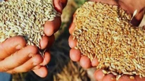Sertifikalı tohum desteğinde süre daralıyor; Listeler askıda