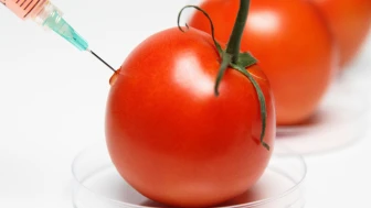 Genetik müdahaleyle domatese D vitamini eklediler