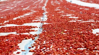 Norveç, Türk kuru domatesini çok sevdi