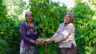 Mersin'de Leklek Fasulyesi yeniden hayat buluyor