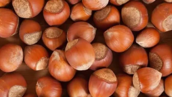 Fındık alımında Ferrero'nun istediği oldu