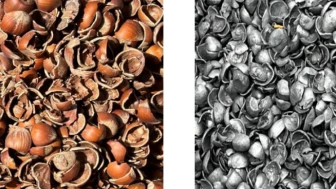 Balsu Gıda fındık kabuğundan aktif karbon üretimine başlıyor