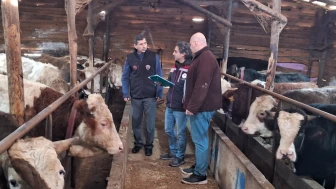 Şap hastalığı İstanbul'a sıçradı; 21 mahallede 'şap' karantinası