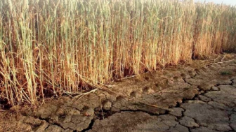 İklim krizi gıdaların yapısını değiştiriyor; Daha kalorili, daha az besleyici..