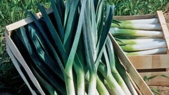 Tarlada yüzde 17 markete yüzde 150 zam!