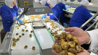 İncirde sınır krizi: Avrupa'ya giden her incir sağlıksız bulundu!