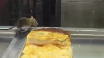 Börekçinin faresi!