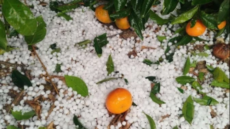 2025 yılı tarımda don afetiyle başladı doluya bitiyor