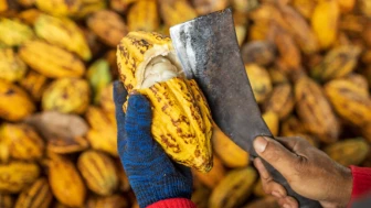 Kakao fiyatları çakıldı; Çikolata fiyatına yansıyacak mı?