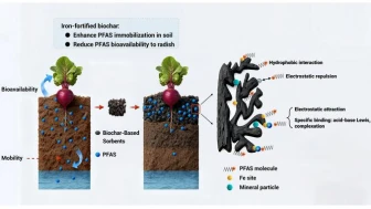 Kenevirden üretilen doğal kömür, sebzelerdeki zararlı kimyasalları azaltıyor