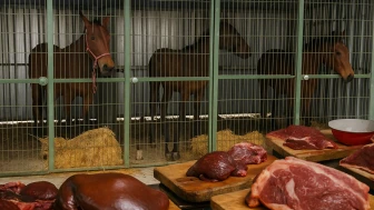 Çifteler'de at kesen çiftlik belediye denetimiyle açığa çıktı; Tek tırnaklı eti kasaplara buradan geliyormuş!