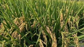 Su sıkıntısı nedeniyle çeltik ekimi yasaklandı..