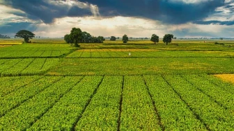 Çiftçilere 1 milyar TL’yi aşan tarımsal destek ödemesi yapılacak