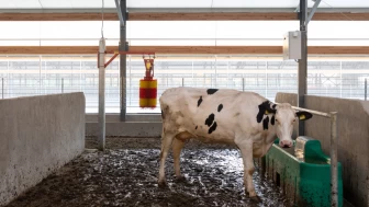 8 mahallede şap karantinası.. Şap hastalığı nedir, et veya sütten insana bulaşır mı?