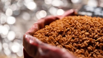 Kahverengi pirinç, yumurta ve deniz ürünleri uyarısı: PFAS kalıntıları hâlâ tabağımızda