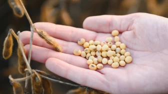 Avrupa'da GDO açılımı.. Genetiği değiştirilmiş soya gıda olarak tüketilecek!