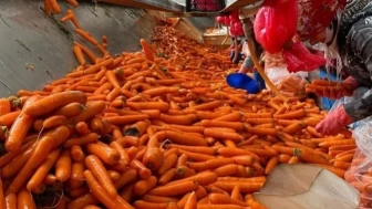 Havuçta 'yasaklı zehir' saptandı.. AB sınırda reddetti