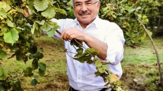 Ordu Belediye Başkanı Hilmi Güler: "Fındığın hamallığını yapıyoruz"