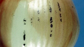 Soğandaki siyah lekeler küf mü; Bozuk soğan nasıl anlaşılır?