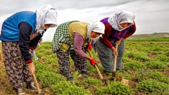 Tarımda aylık gelir asgari ücretin altında kaldı