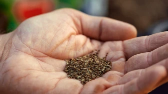 Yerel tohum nedir? Neden bu kadar önemli?