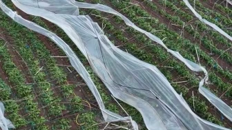 Antalya’da hortum ve fırtına tarımda büyük yıkıma neden oldu