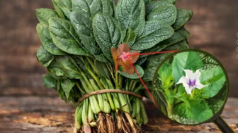 Bakanlıktan Ispanak uyarısı! Ispanak zehirleyebilir!