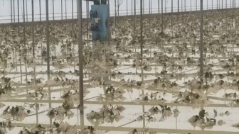 Antalya'da tarım alanlarını sel vurdu!