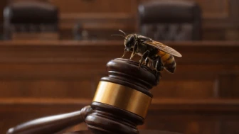 Dünyada bir ilk: Amazon arılarına yasal haklar tanındı