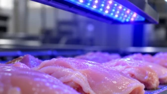 Tavuk zehirlenmesine karşı şaşırtan yöntem: Mavi ışık yüzde 99 etkili çıktı