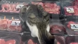 Et reyonundaki kedi için Migros'a 52 bin TL ceza