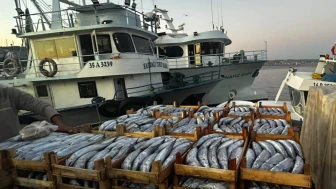 Palamut etin tahtını sarstı; Tanesi 40 TL'ye düştü, vatandaş limana akın etti