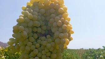 Türk bilim insanlarının dikkat çeken üzüm buluşu; 1 kiloyken 2 kilo oldu