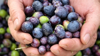 Zeytinde şaşırtan fiyat farkı; Gemlik'te 50, Artvin'de 500 TL!