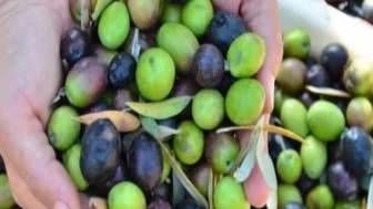 Zeytin dalında kaldı: Toplaması 15 TL, satış fiyatı 10 TL!