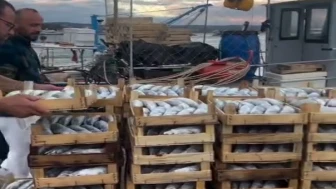 İstanbul Şile'de palamut 50 TL