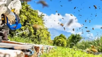 Arıcılığa başlayan gençlere hibe desteği; 774 bin TL hibeyle 260 kovan aldı