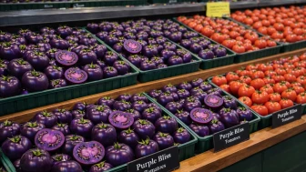 Genetiği değiştirilmiş mor domatesin satışı tartışma yarattı