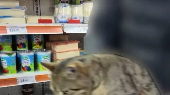 Dolaptan tırmalanmış sucuk ve kedi çıktı