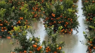 Çukurova'da erkenci karpuzu ve narenciyeyi sel vudu